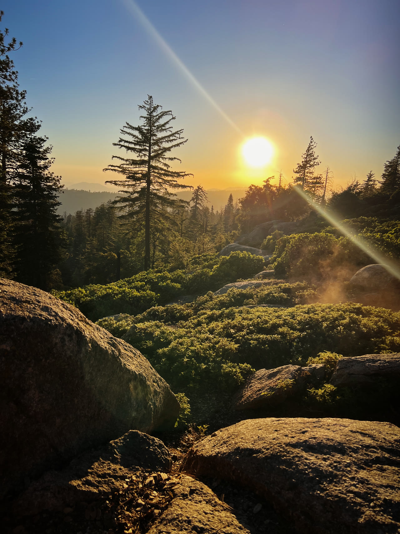 Warm sunlight filtering through pines above a rocky forest trail