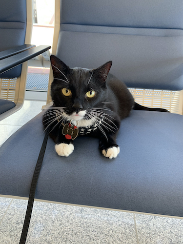 1 Cat: Blackjack, aka adventure cat!