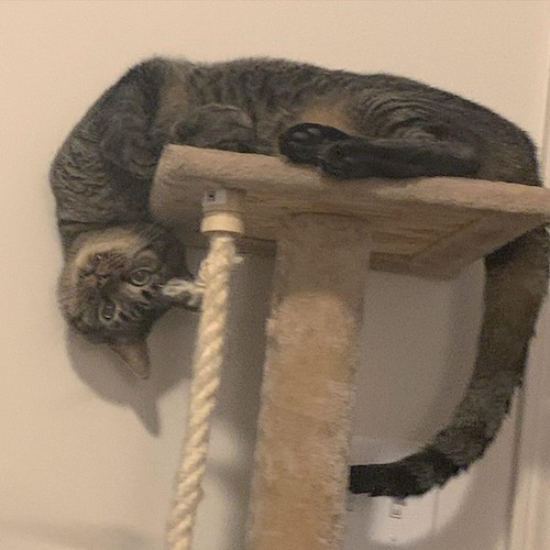 3 Cat: Ollie, who thinks he's the Cheshire Cat.
