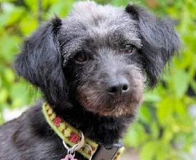 My sweet schnoodle, Barney.