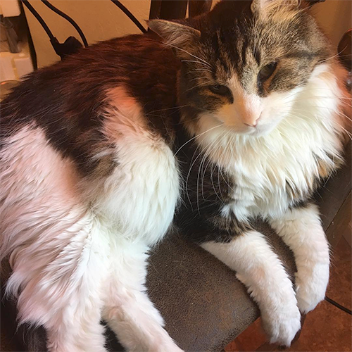 2 Cat: Gizmo, the fluffiest of them all.