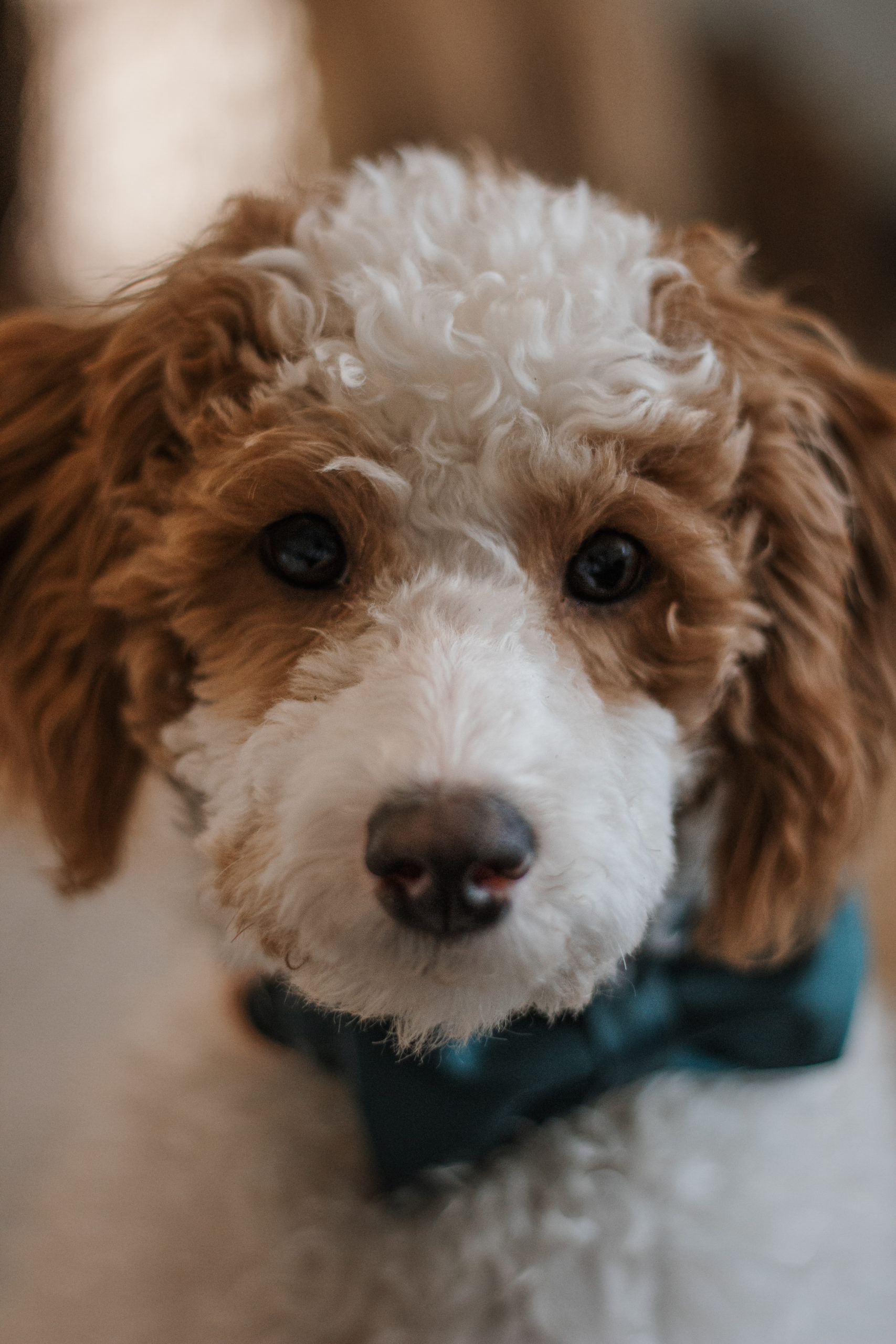 This is our other sweet pup, Luca. He is also a mini goldendoodle! 