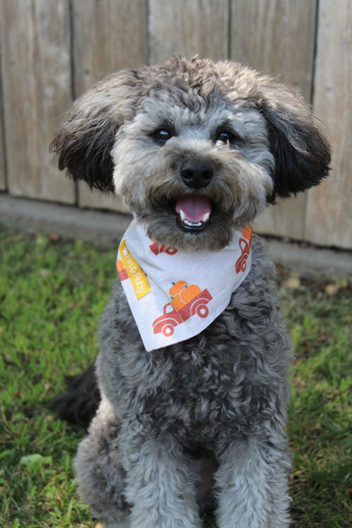 This is my 3rd child, Rigby, who is a micro goldendoodle