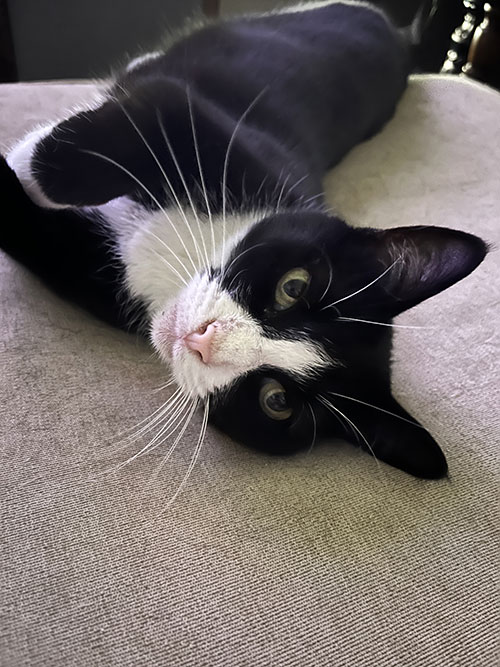Proud cat mom