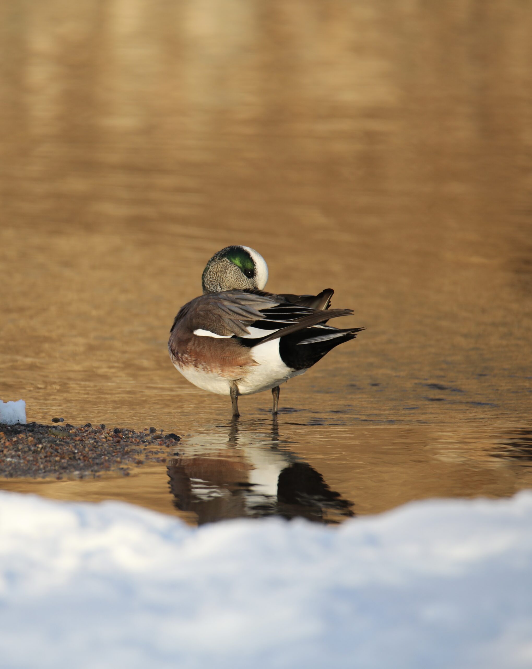 I love ducks. But the American Wigeon beats them all.