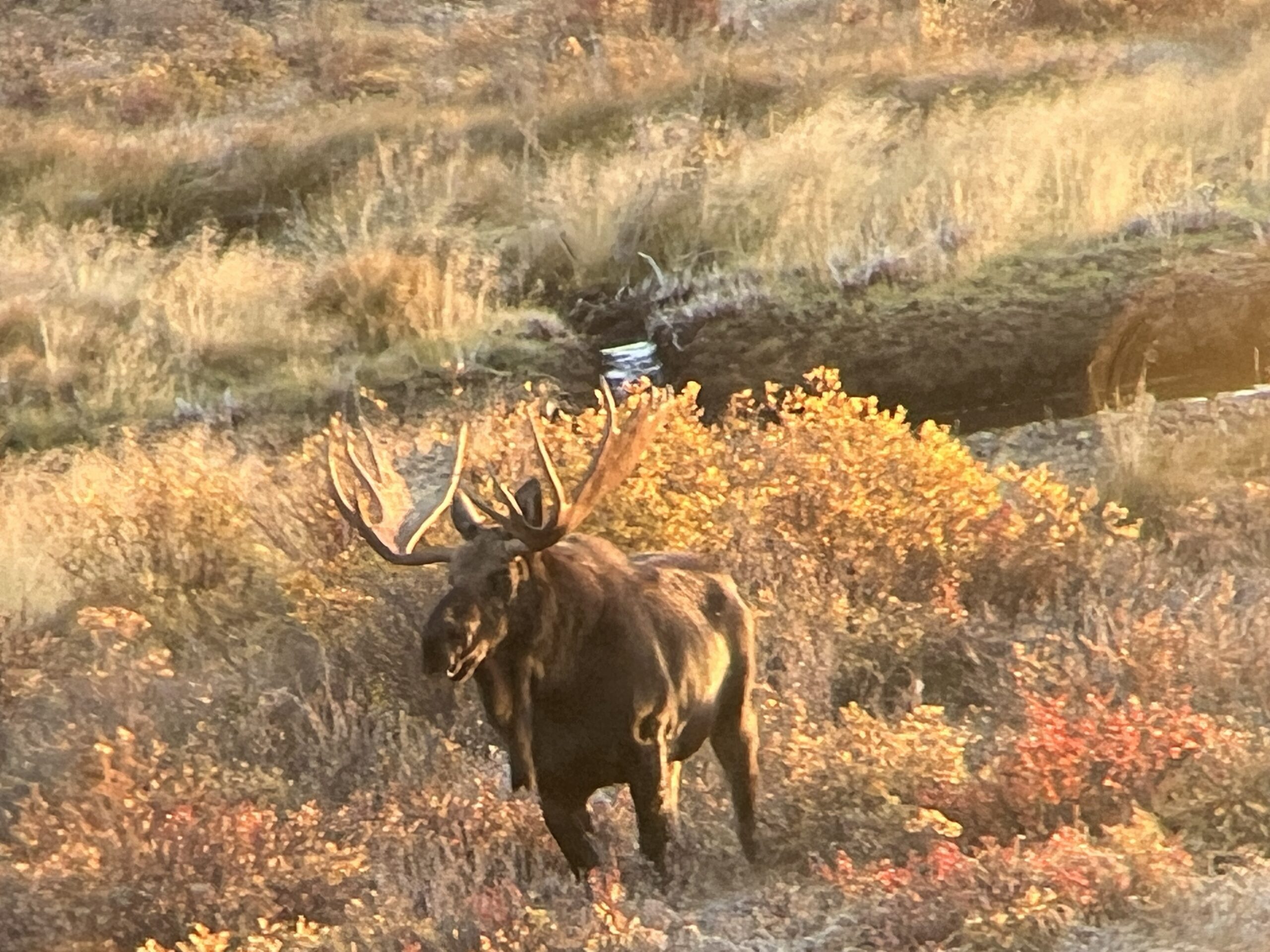 This beast, called this guy right to the cabin steps